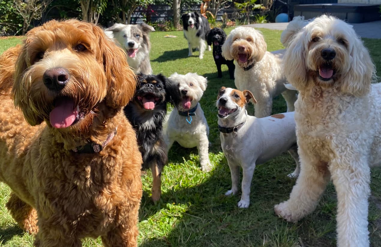 Professional dog walkers with happy dogs