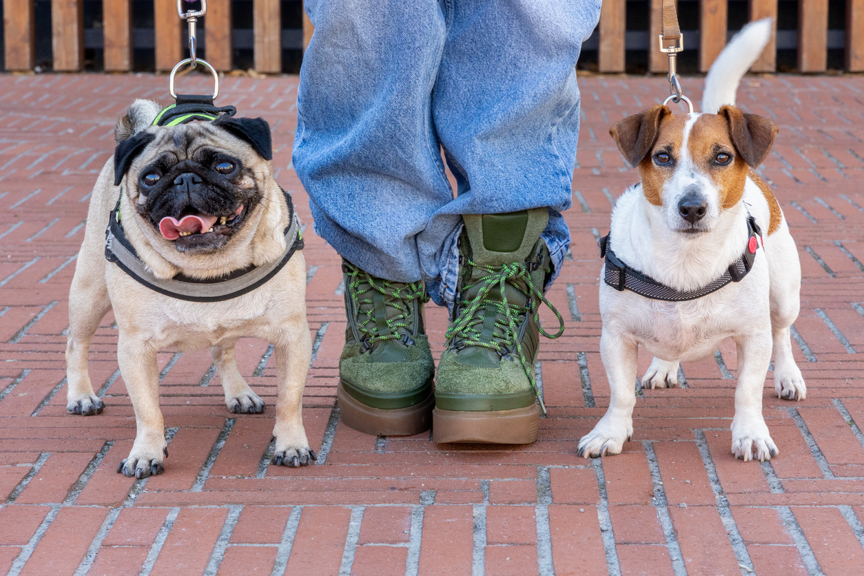 Building trust and relationships in dog care