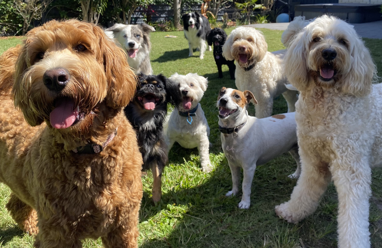 Dog walkers and sitters building relationships